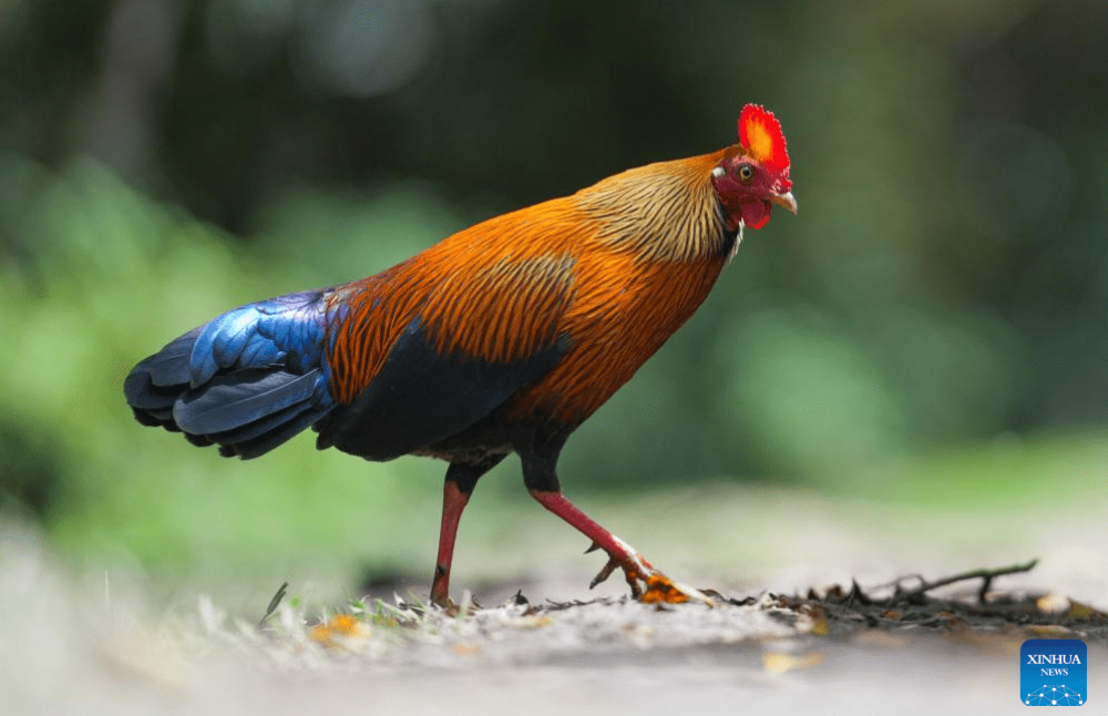 Ceylon junglefowl-at-horton-plains
