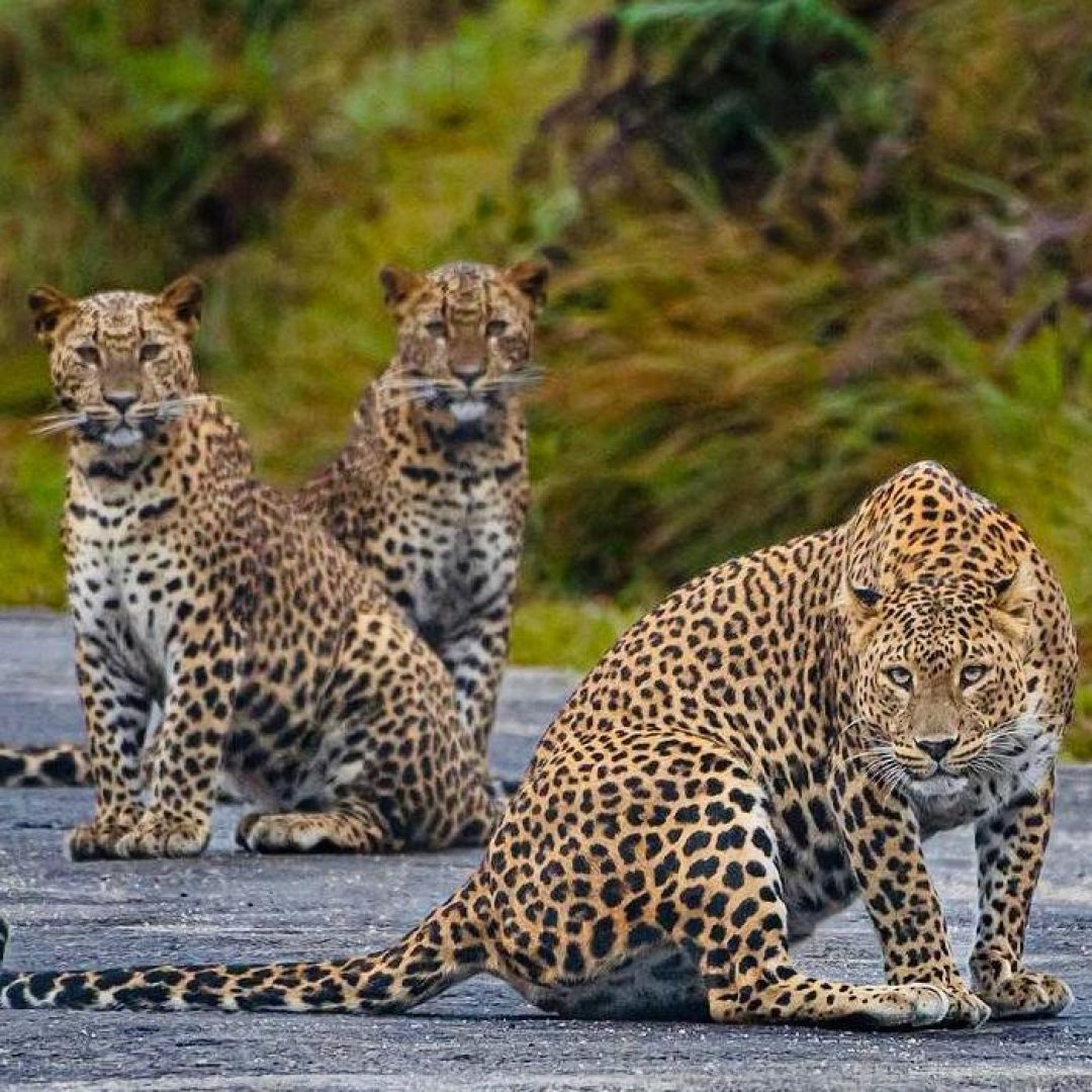 grassland--at-horton-plains
