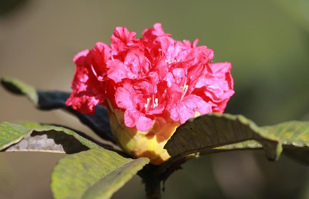 horton-plains-rhododendron-arboreum