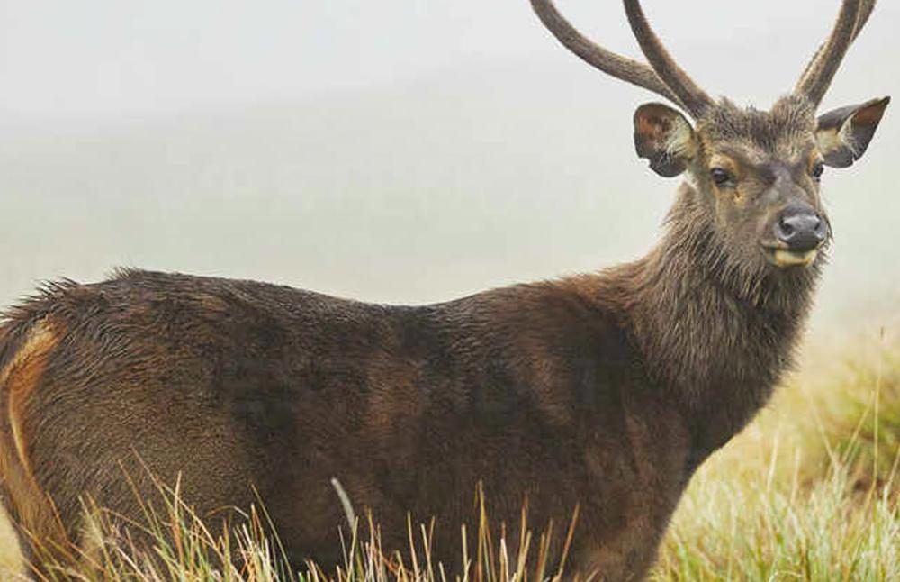 landscape--at-horton-plains