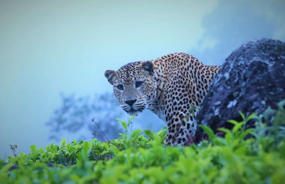 leopard-at-horton-plains