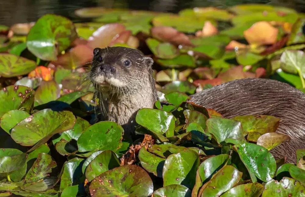 nature--at-horton-plains
