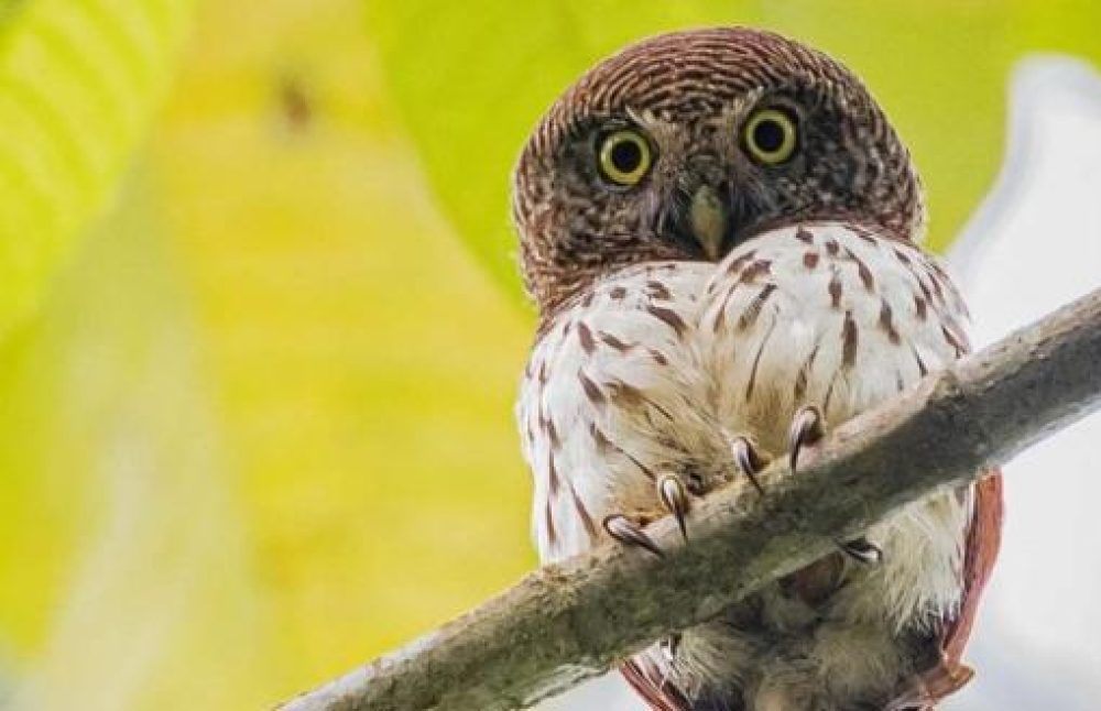owl-at-horton-plains
