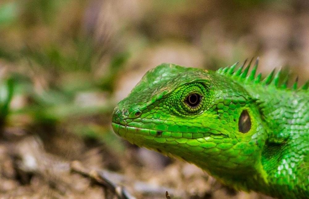 scenic-view--at-horton-plains