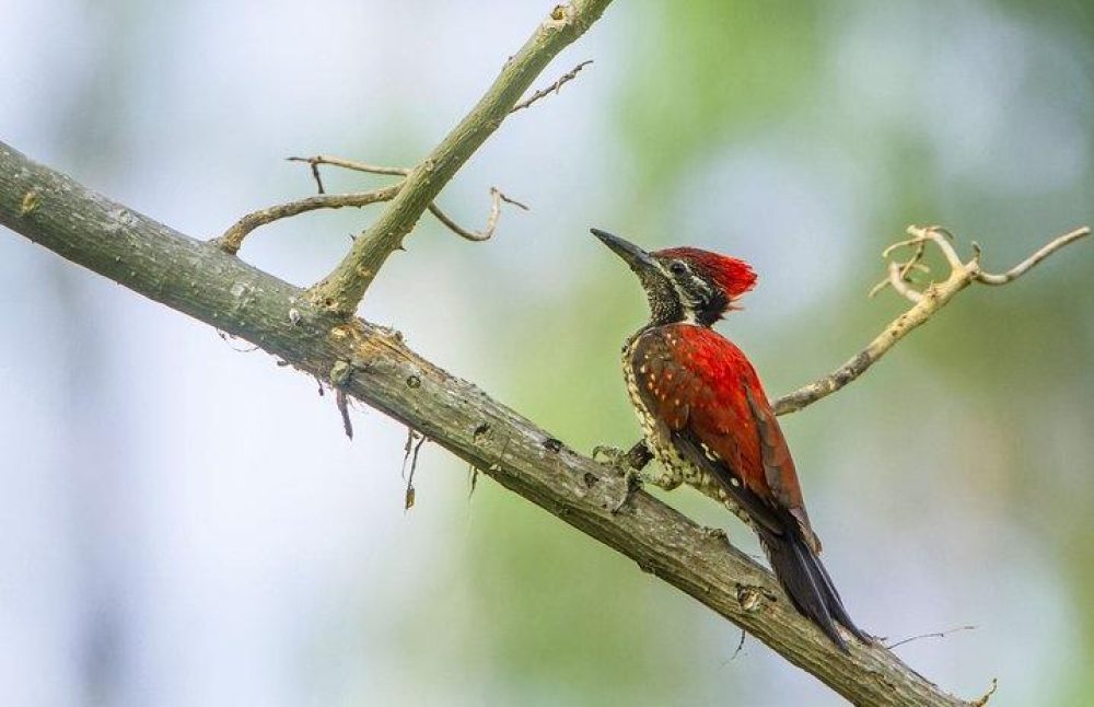 wildlife--at-horton-plains